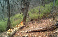 【西安生态日】首个“西安生态日”启动 秦岭生态情形；；ひ刈